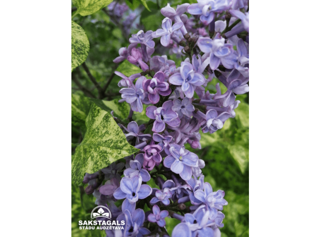 Syringa vulgaris   'Aucubifolia'